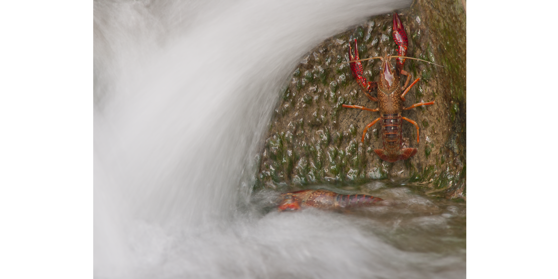 Il gambero e il fiume