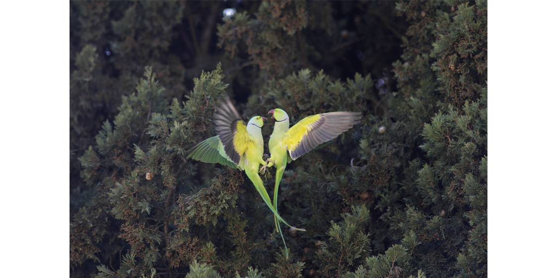 Psittacula krameri a Villa Borghese
