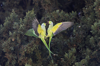 Come gestire le specie aliene invasive