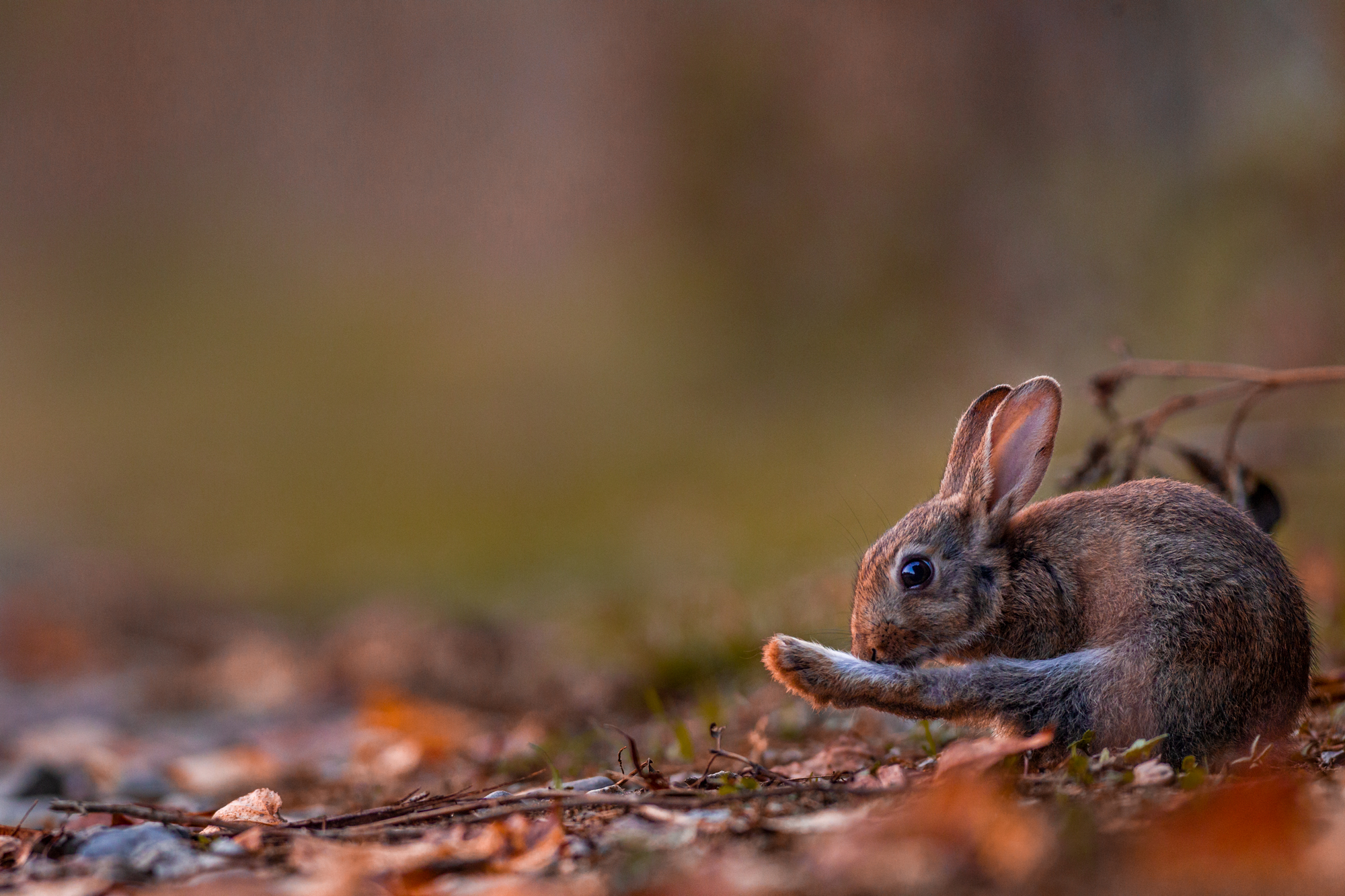 Contest Life ASAP 2019 - Terzo Classificato - Giacomo Mattion - Pulizie autunnali: minilepre (Sylvilagus floridanus) 